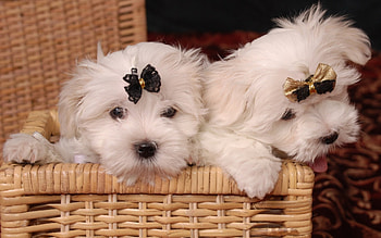 dog, sweet, white, black, cute, basket, puppy, couple, bow HD wallpaper