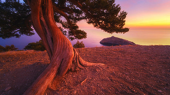 Juniper Tree at Autumn Sunrise, colors, sky, water, coast, rocks HD wallpaper