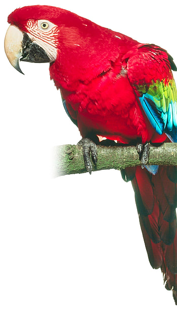 Parrot, Parrot Bird HD phone wallpaper