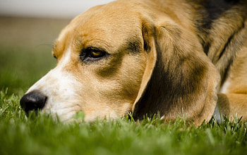 Animals, Grass, Dog, Muzzle, Sight, Opinion, Expectation, Waiting HD wallpaper