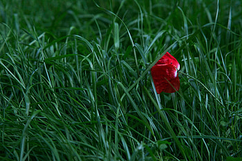 Flowers, Grass, Flower, Bloom, Flowering, Poppy HD wallpaper