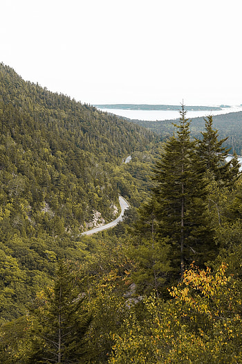 Nature, Trees, Road, Forest, Slope, Gorzinot HD phone wallpaper