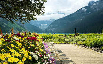 Early Morning in the Flower Garden, Lake Louise, blossoms, banff, sky, alberta, canada, mountains HD wallpaper