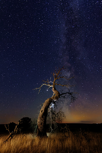 Nature, Grass, Stars, Night, Wood, Tree, Starry Sky, Snag HD phone wallpaper
