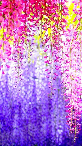 Flower, Colorful Nature HD phone wallpaper