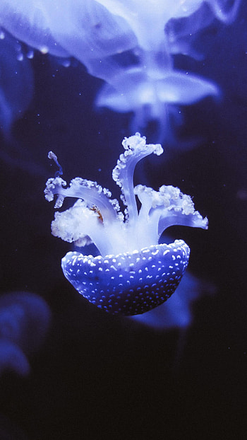Animals, Jellyfish, Violet, Stains, Spots, Purple, Underwater World, Tentacles HD phone wallpaper