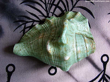 CONCH SHELL, shell, conch, beauty, beach HD wallpaper