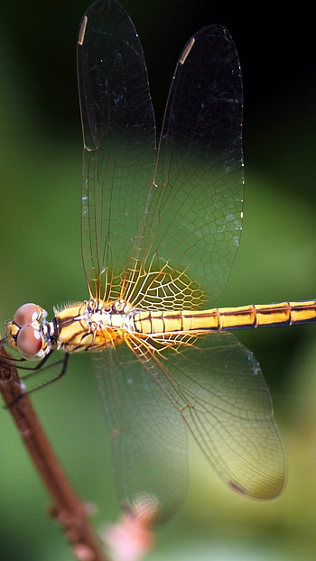 Dragonfly, Yellow HD phone wallpaper