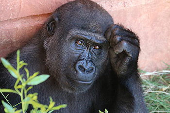 Animals, Gorilla, Monkey, Primate HD wallpaper