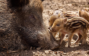 Wild Boar with Piglets, mother, piglets, wild boars, animals, babies HD wallpaper