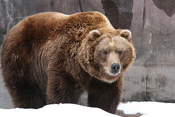 Grizzly Bear, Fascinating facts, Bear hunting, Wild animal behavior HD wallpaper