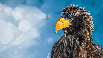 Animals, Bird, Beak, Predator, Sight, Opinion, Eagle, Orlan HD wallpaper