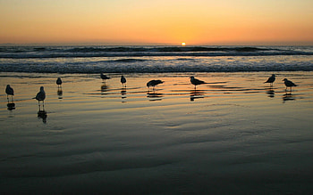 Animals, Sunset, Sea, Seagulls, Shine, Light HD wallpaper