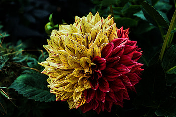 Flowers, Flower, Decorative, Dahlia HD wallpaper
