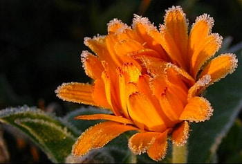 Winter Flower, winter, beautiful, , flower HD wallpaper