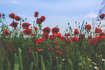 Flowers, Poppies, Bloom, Flowering, Field HD wallpaper