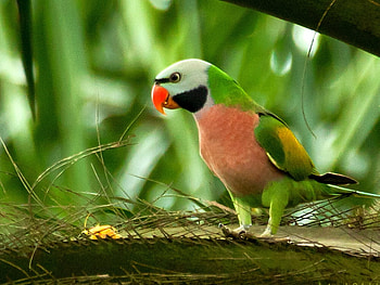 Beautiful Parrot, colors, beautiful, , parrot HD wallpaper
