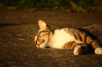 Animals, Cat, Lies, Striped, Sunlight HD wallpaper