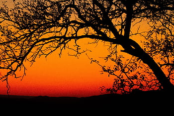A stunning silhouette of a tree against a vivid orange sunset sky. HD wallpaper