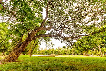 A serene park scene with a sprawling tree offering shade over lush green grass, perfect for a summer day. HD wallpaper