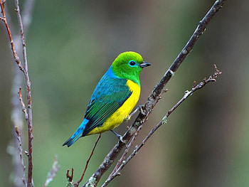 Beautiful Bird, cool, beautiful, bird HD wallpaper