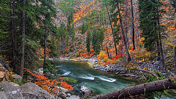 river im autumn, trees, autumn, river, forrest HD wallpaper