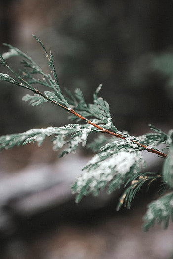 Snow, Plant, Macro, Branch, Thuja HD phone wallpaper
