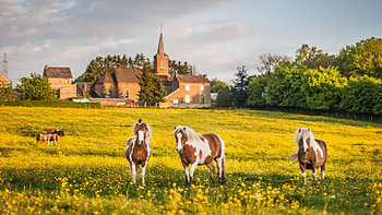 Summer Field In A Village, horses, house, clouds, trees, landscape, sky HD wallpaper