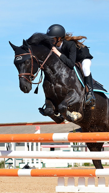 Sports show jumping, Equestrian skill display, High-flying horse jumps, Equestrian excellence HD phone wallpaper