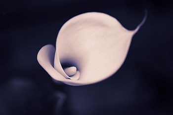 Tulip Flower Macro, tulip, flowers, macro, closeup HD wallpaper