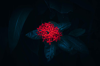 Flowers, Leaves, Flower, Plant, Ixora HD wallpaper