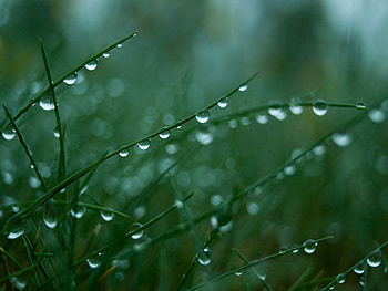 Grass, Drops, Macro, Shine, Light, Dew HD wallpaper