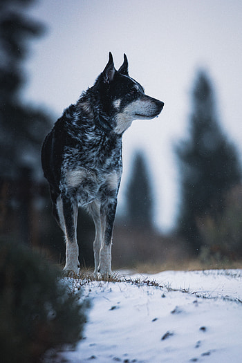 Animals, Nature, Snow, Dog, Pet, Sight, Opinion HD phone wallpaper