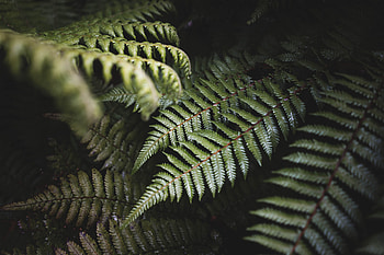 Nature, Leaves, Bush, Plant, Fern HD wallpaper