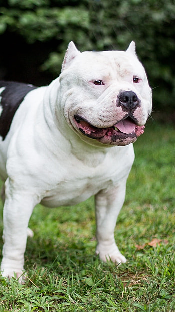 American Bully, Bully, Gentle HD phone wallpaper