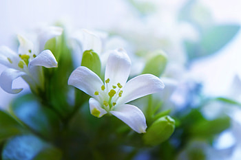 White flowers, close up, bloom, portrait HD wallpaper