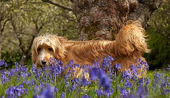 Animals, Flowers, Grass, Wood, Tree, Dog, Stroll HD wallpaper