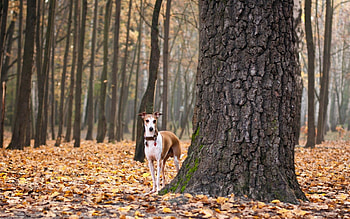 Animals, Autumn, Leaves, Dog HD wallpaper