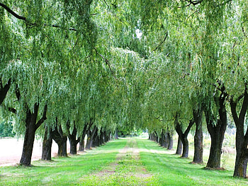 Alley, Willow Tree HD wallpaper