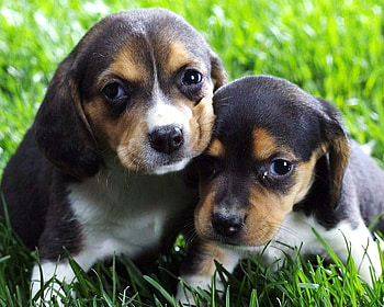 Little boy beagles, white, black, tan, beagles, brothers, cute, grass, shy HD wallpaper