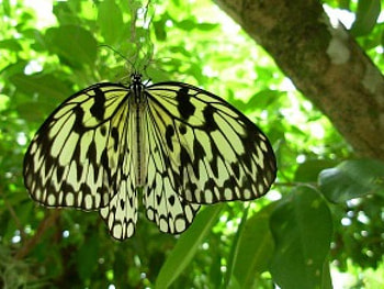Butterfly, animal, tree HD wallpaper