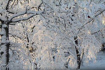 Trees Dressed In Snow, winter, trees, white, snow HD wallpaper