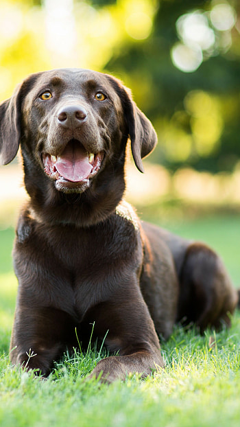 Labrador Retriever, animals , Striking Labrador, Mesmerizing gaze HD phone wallpaper