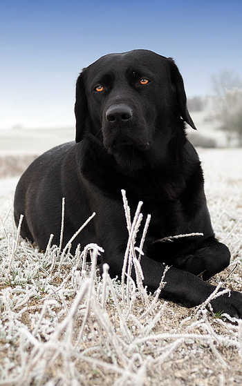 Labrador Retriever, Loyal companions, Adorable animals, Nature's best friends HD phone wallpaper
