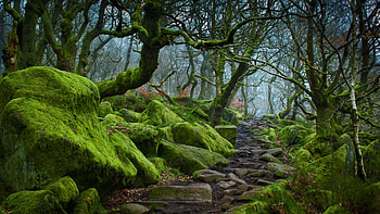 Forest path, paths, nature, forest, green HD wallpaper