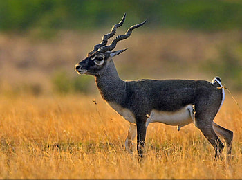 Blackbuck antelope, s, Graceful animal, Nature graphy HD wallpaper