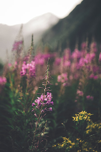 Flowers, Violet, Plant, Flowering, Bloom, Purple, Stem, Stalk HD phone wallpaper