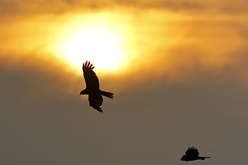 Nature, Sun, Flight, Wings, Eagle HD wallpaper