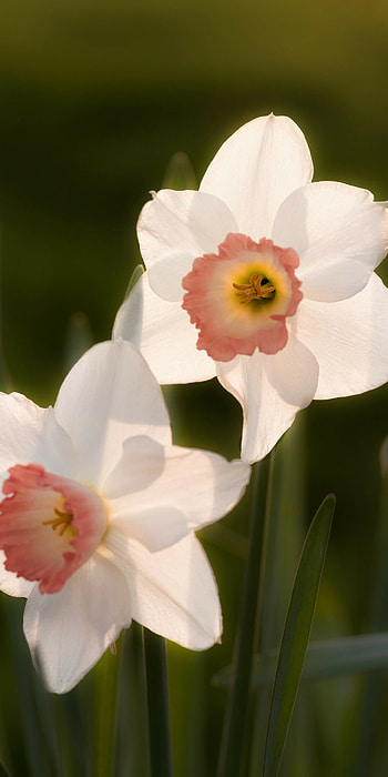 White Daffodil, Daffodils HD phone wallpaper