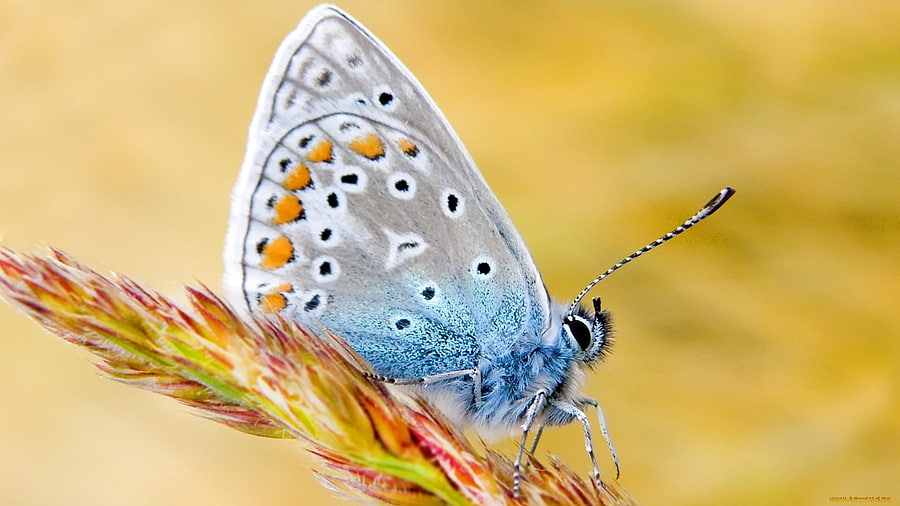 Butterflies, Insects HD wallpaper